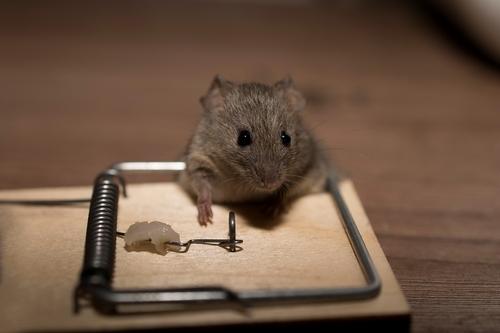 Invasion des rats Invasion des rats