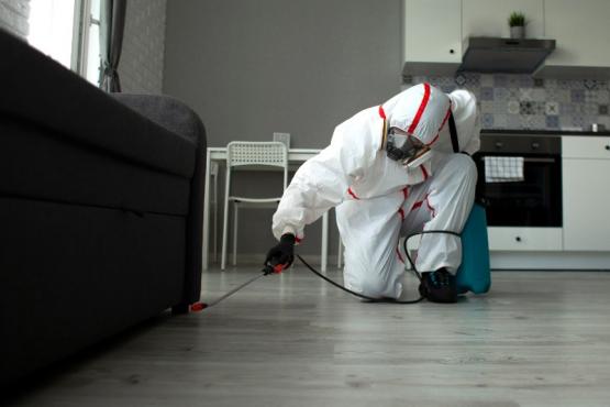 Dératisation Dératisation