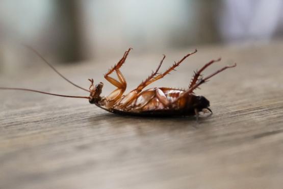 Traitement cotre cafards