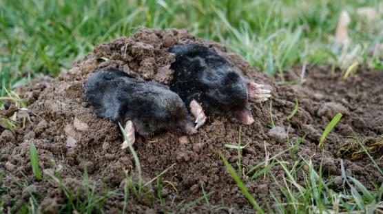 Traiter des taupes Traiter des taupes